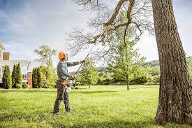 Best Arborist Consultation Services  in Meyers, CA