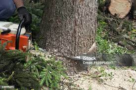 Best Firewood Processing and Delivery  in Meyers, CA