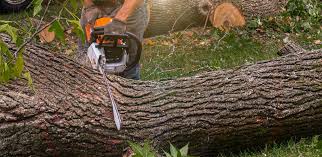 How Our Tree Care Process Works  in  Meyers, CA