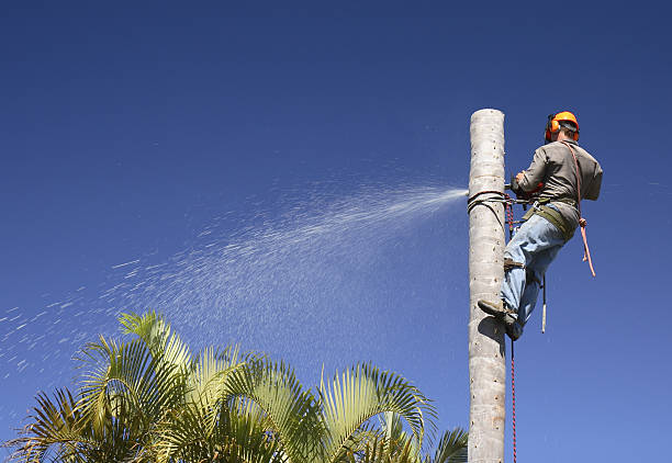Landscape Design and Installation in Meyers, CA