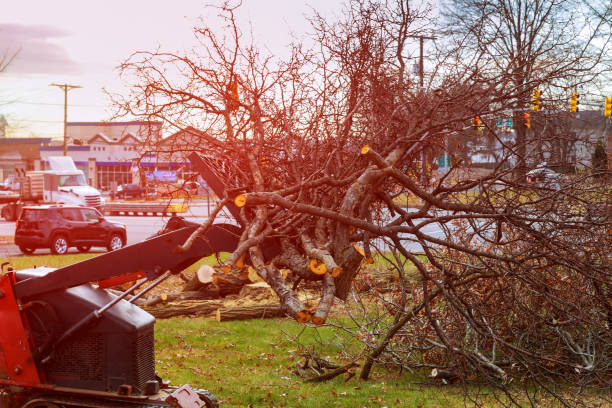 Best Fruit Tree Pruning  in Meyers, CA