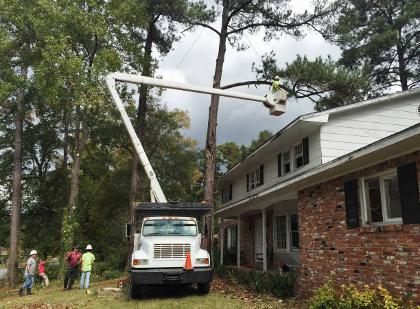 Best Commercial Tree Services  in Meyers, CA