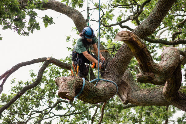 Best Tree Maintenance Programs  in Meyers, CA