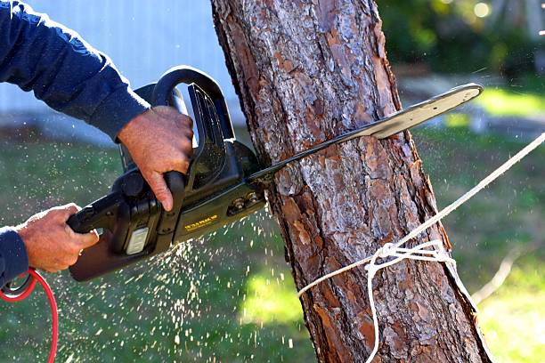 Best Tree Health Inspection  in Meyers, CA