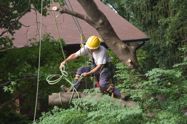 Best Stump Grinding and Removal  in Meyers, CA