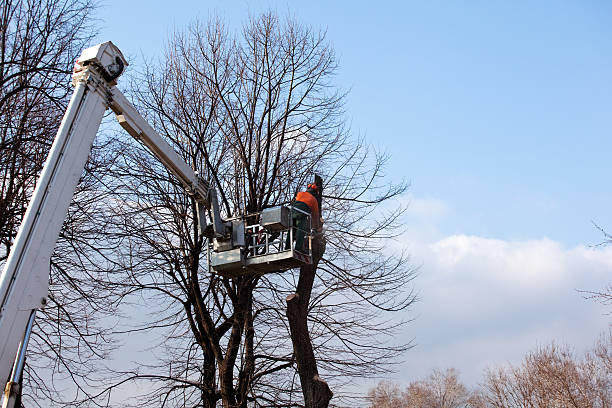 Best Tree Preservation Services  in Meyers, CA