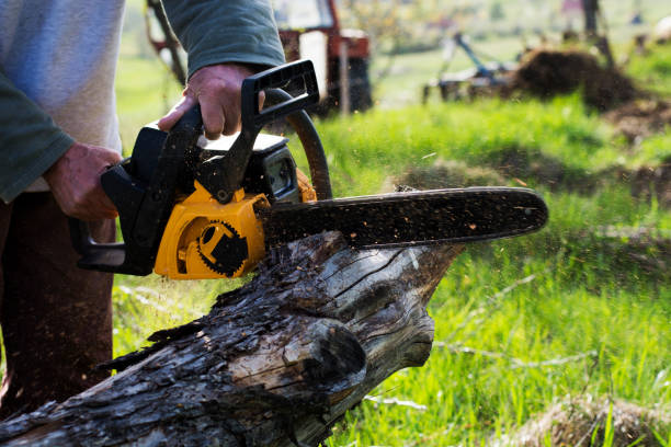 Best Lot and Land Clearing  in Meyers, CA
