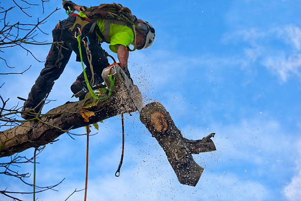 Best Tree Disease Treatment  in Meyers, CA