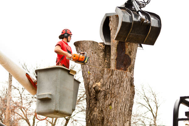 Professional Tree Care in Meyers, CA